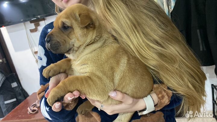 Мини шарпей