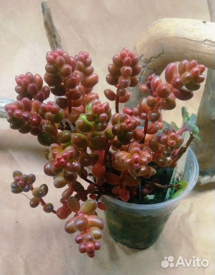 Немного седумов 10 сортов