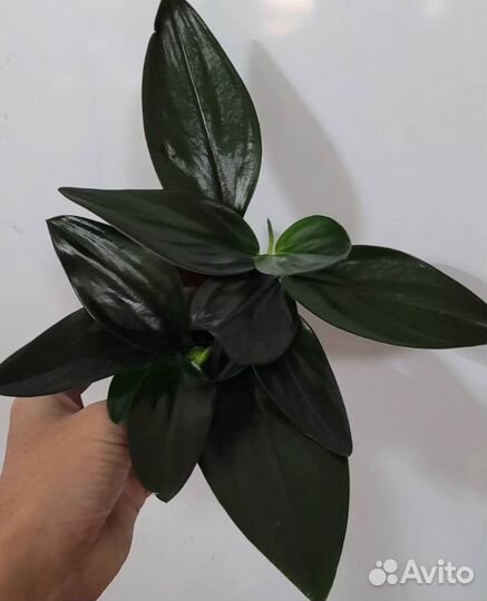 Редкие эпипремнумы Dark Form+Pinnatum Yellow