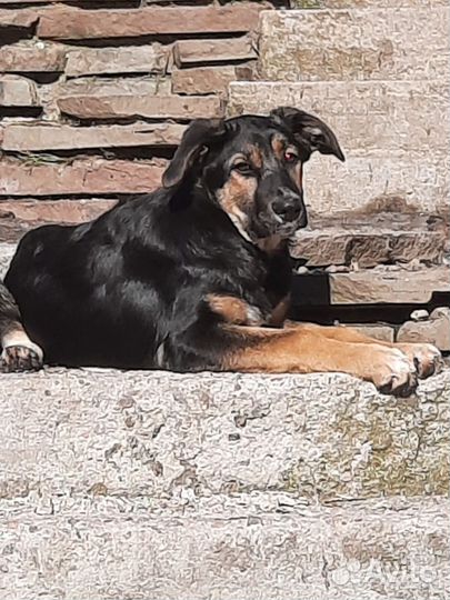 Чакки ждет своего человека