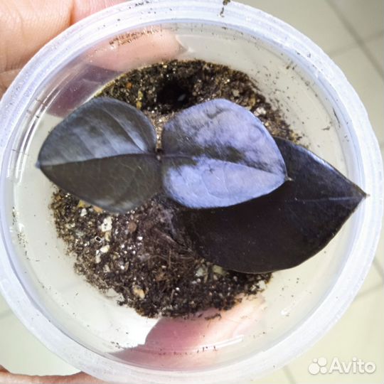 Комнатные растения