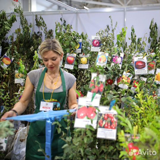 Продавец на уличную ярмарку саженцев