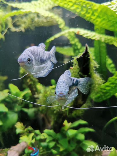 Аквариумные рыбки