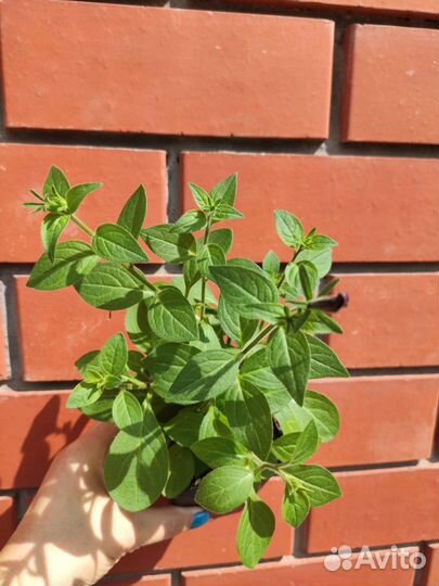 Петуния гигантская Тайдел Вейв Черри, Ред Велюр