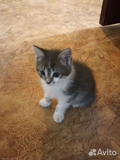 Котята сибирской кошки