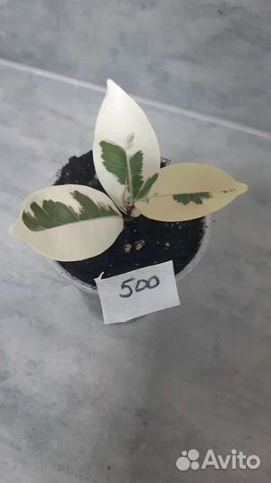 Фикус альбомаргината