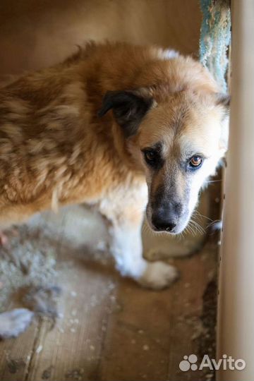 Таша грустит в приюте