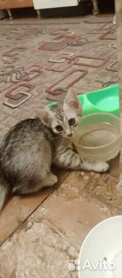 Кошка в дар