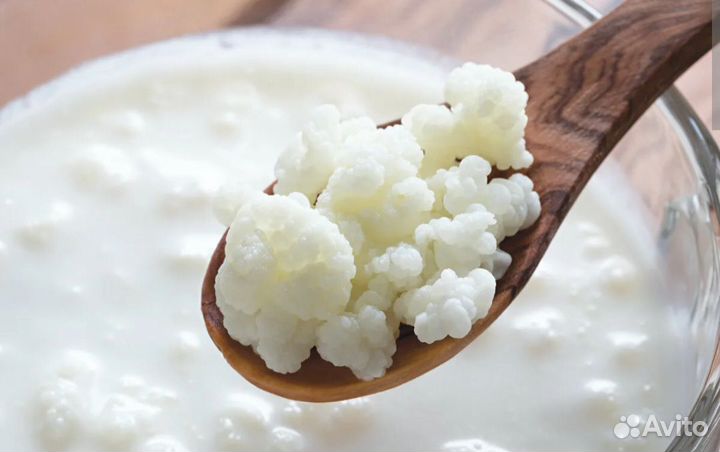 Тибетский молочный гриб