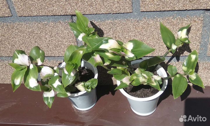 Традесканция