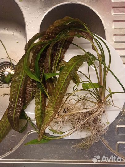 Криптокорина апоногетонолистная