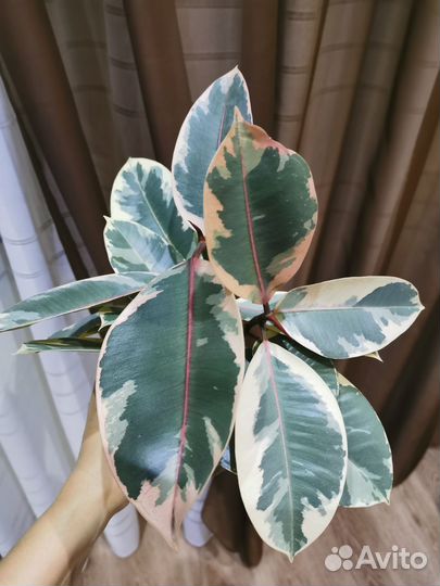 Фикус тенеке