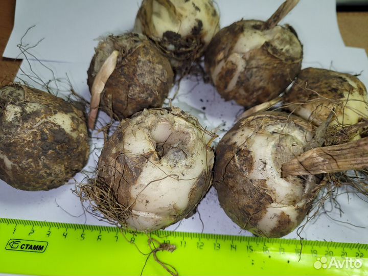 Рябчик императорский