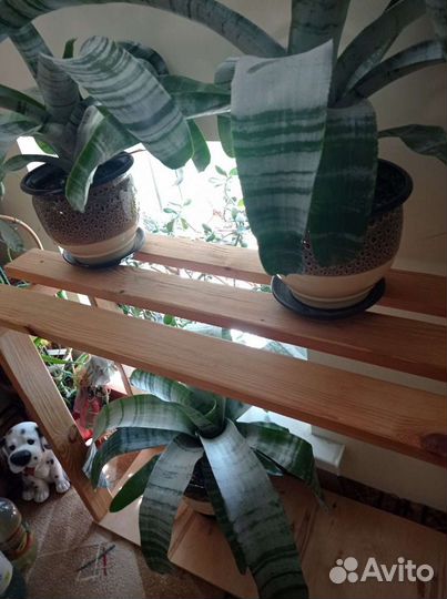 Эхмея полосатая/глиняный горшок