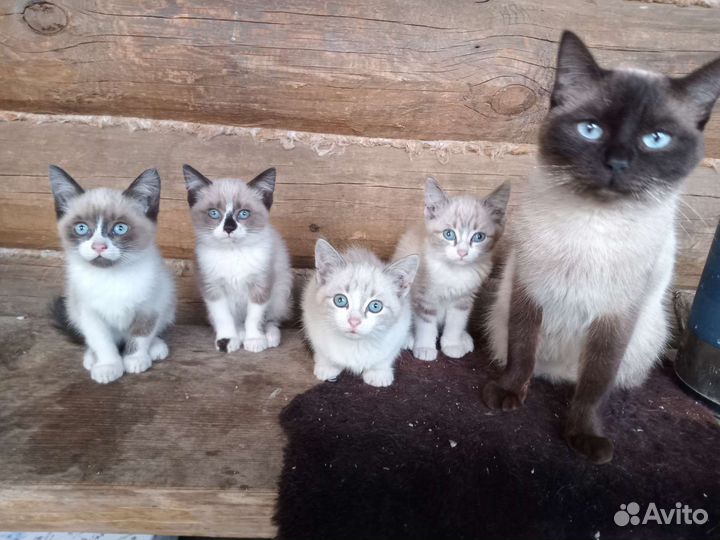 Сиамские котята