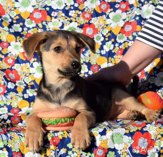 Щенок девочка