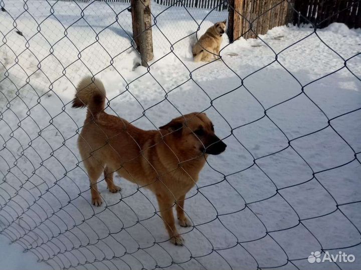 Собаки в дар бесплатно