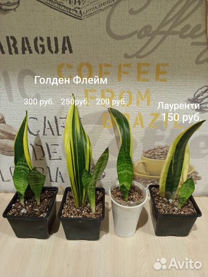 Сансевиерия лауренти