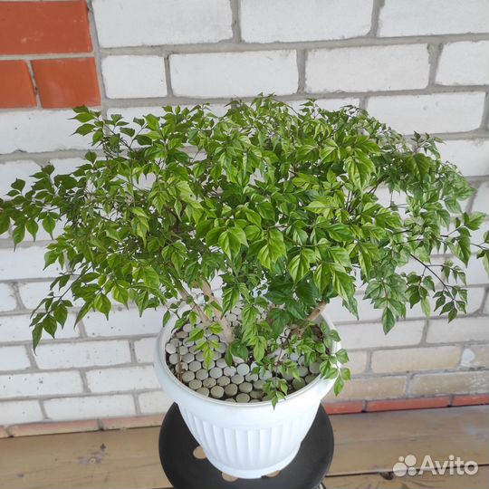 Комнатные растения