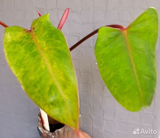 Филодендрон Painted Lady