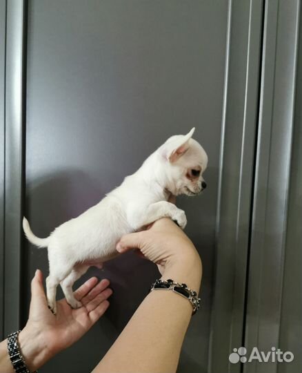 Щенки чихуахуа
