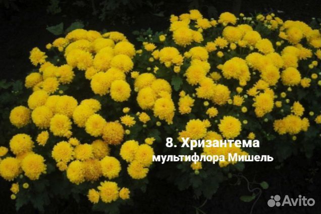 Хризантема, петуния, вербена