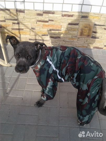 Комбинезон для собаки