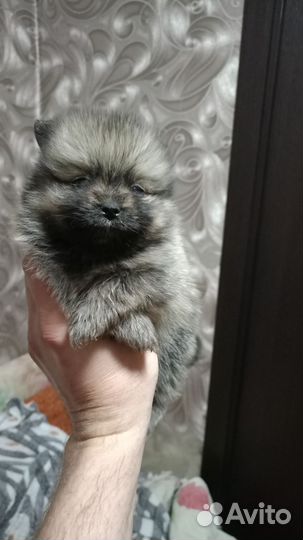 Померанский шпиц