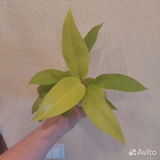 Филодендроны