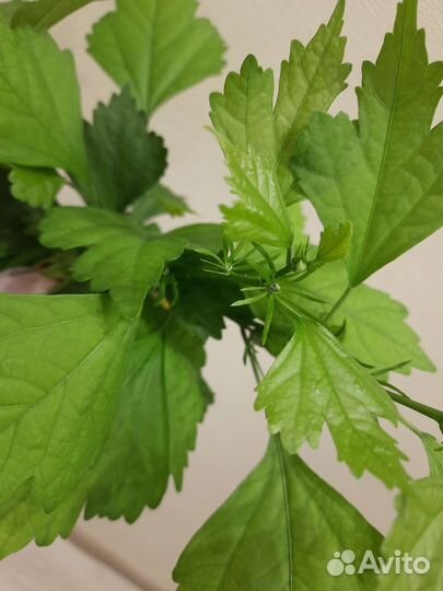 Гибискус сирийский