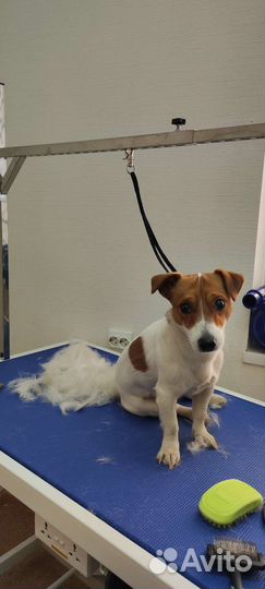 Груминг, стрижка собак, кошек и кроликов Приокский