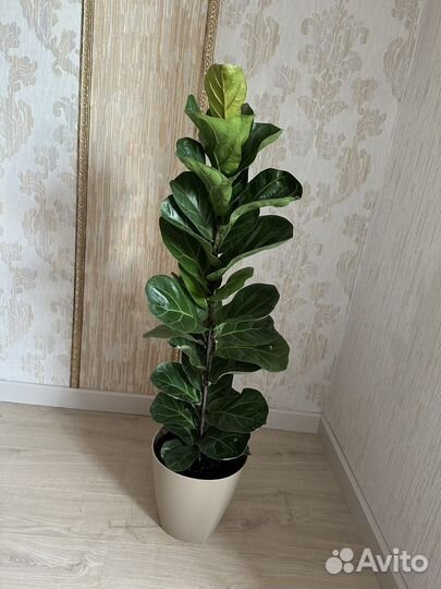 Фикус лирата бамбино