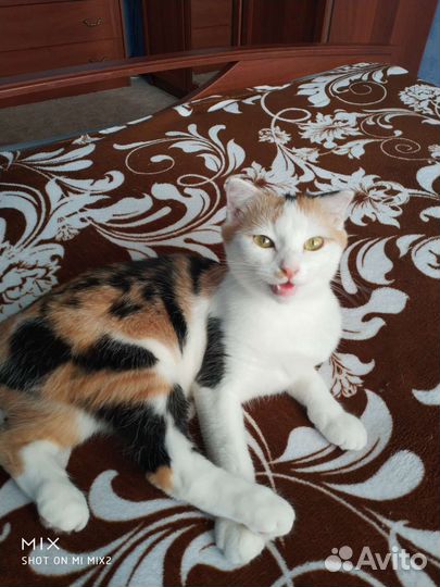 Кошка