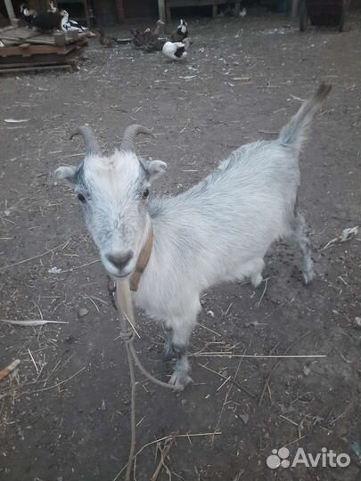 Коза дойная