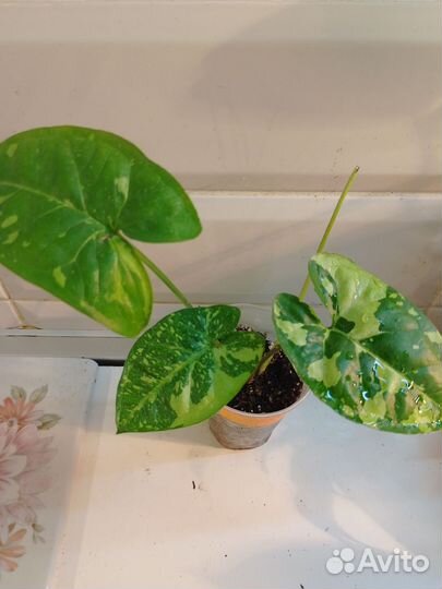 Сингониумы