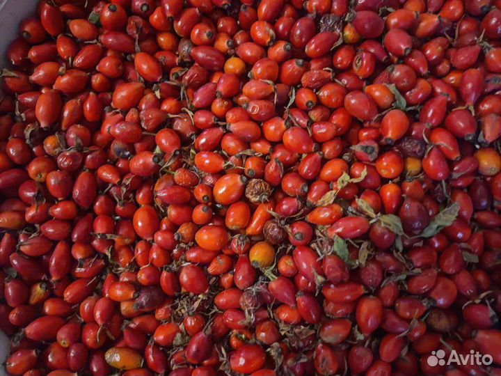 Шиповник сушеный