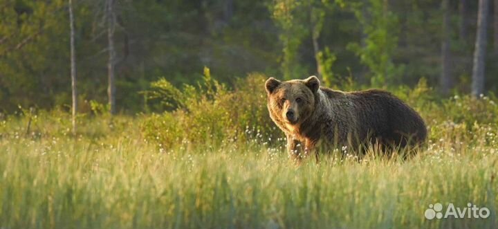 Охотничье хозяйство 