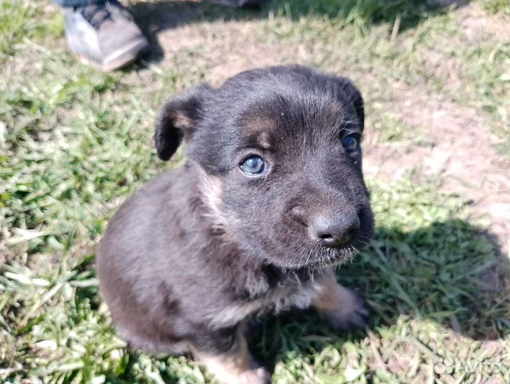 Щенки в добрые руки даром