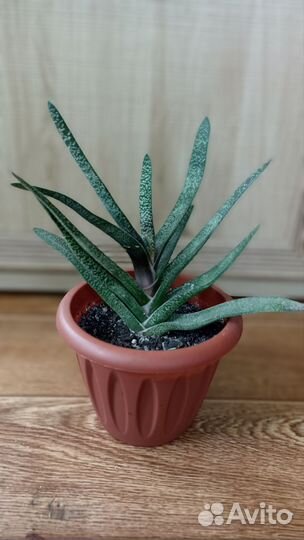 Сингониум, хавортия, алоэ, пуансеттия, рео