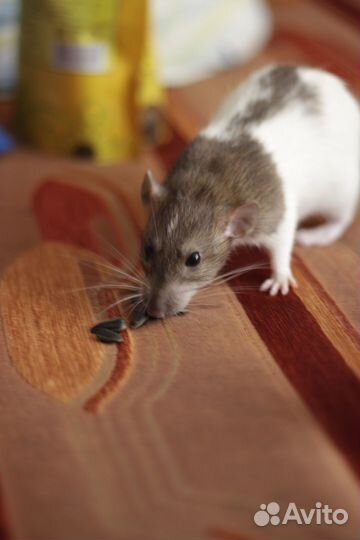 Груминг для грыс