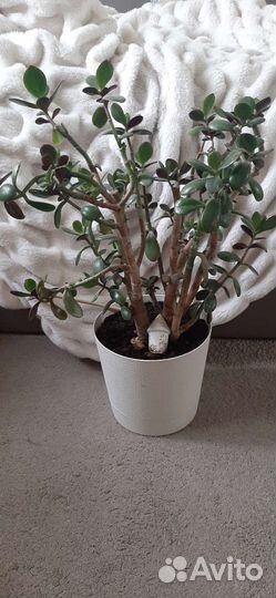 Толстянка Денежное дерево