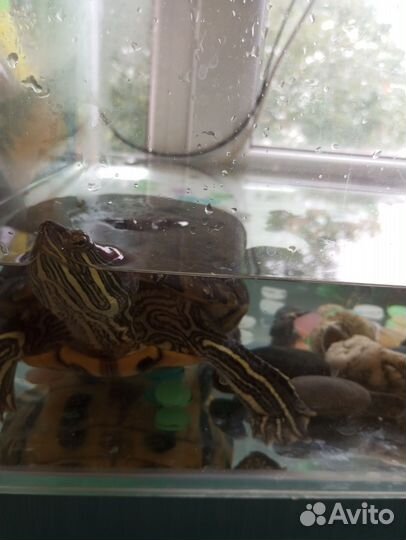 Красноухая черепаха бесплатно