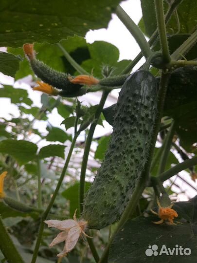 Огурцы свежие домашние