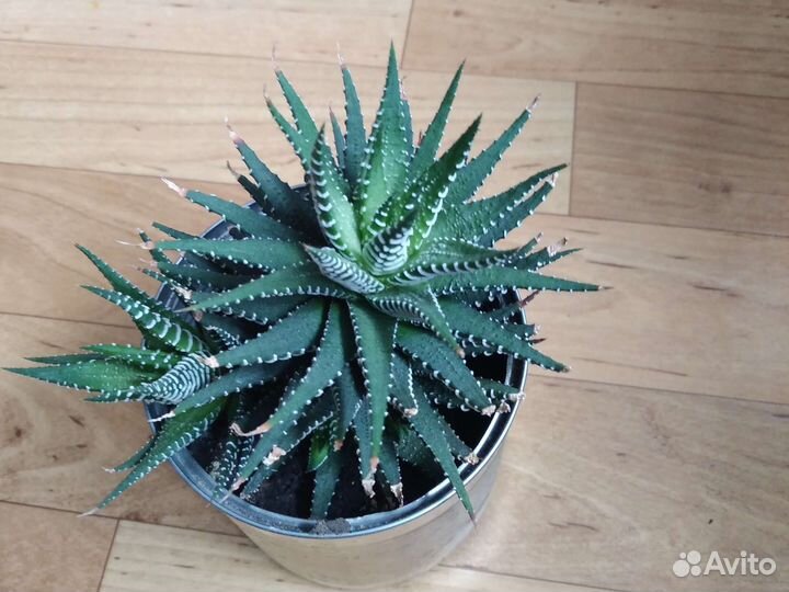 Кактус без шипов-хавортия