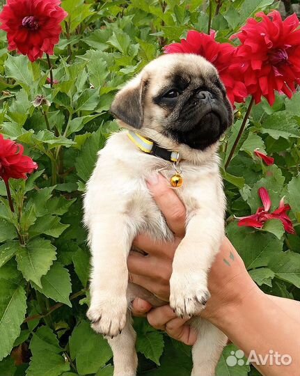 Щенки мопса, РКФ