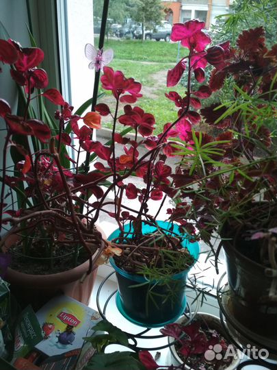 Цветы ирезине