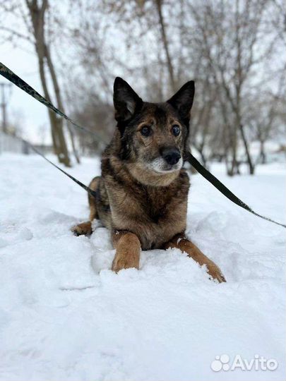 Собака для добрых людей