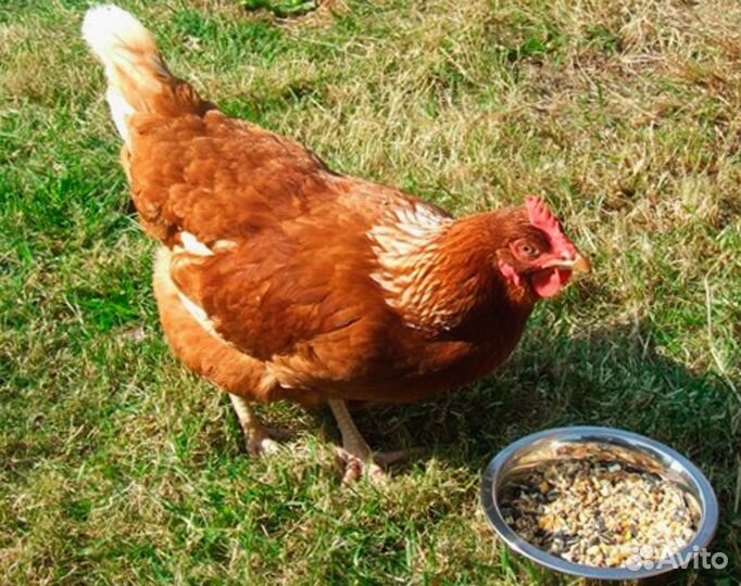 Куры-несушки