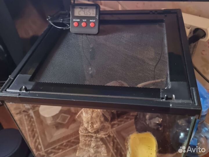 Живой Скорпион