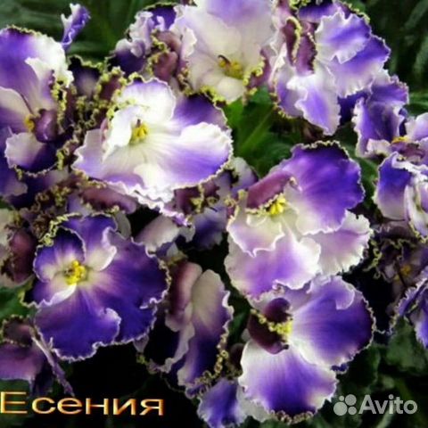 Есения фиалка фото Сортовые фиалки набор купить в Перми Товары для дома и дачи Авито